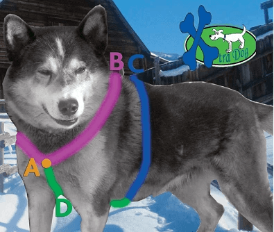 Xtra Dog Fleece Walking Harness by Xtra Dog