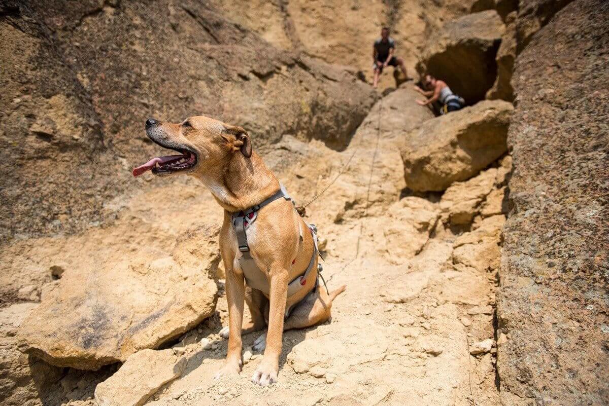 Ruffwear DoubleBack Harness - strength-rated safety Dog harness by Ruffwear