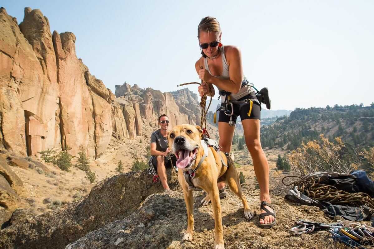 Ruffwear DoubleBack Harness - strength-rated safety Dog harness by Ruffwear