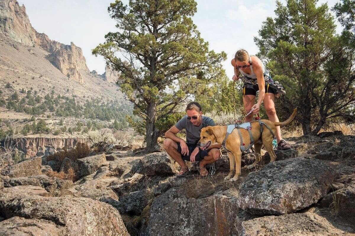 Ruffwear DoubleBack Harness - strength-rated safety Dog harness by Ruffwear