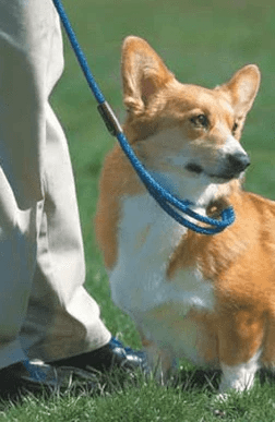 Mendota Dog Walker Martingale Style Dog leash by Mendota