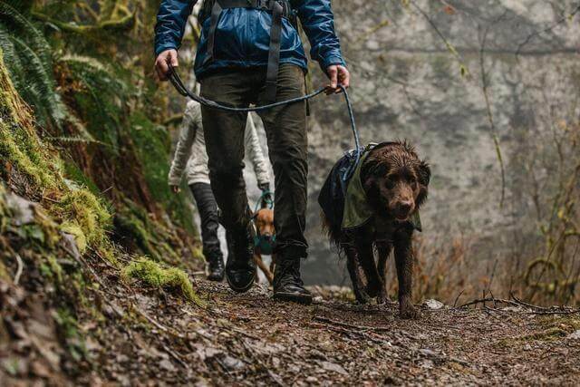 Ruffwear Sun Shower Waterproof Dog Jacket by Ruffwear