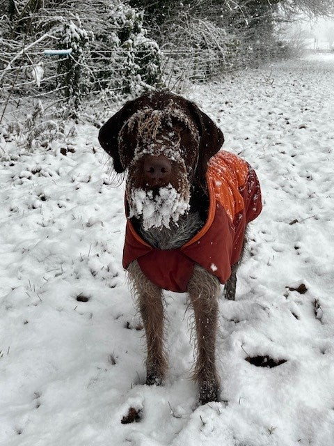 Dog Coats for all occasions