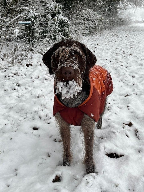 Dog Coats for all occasions