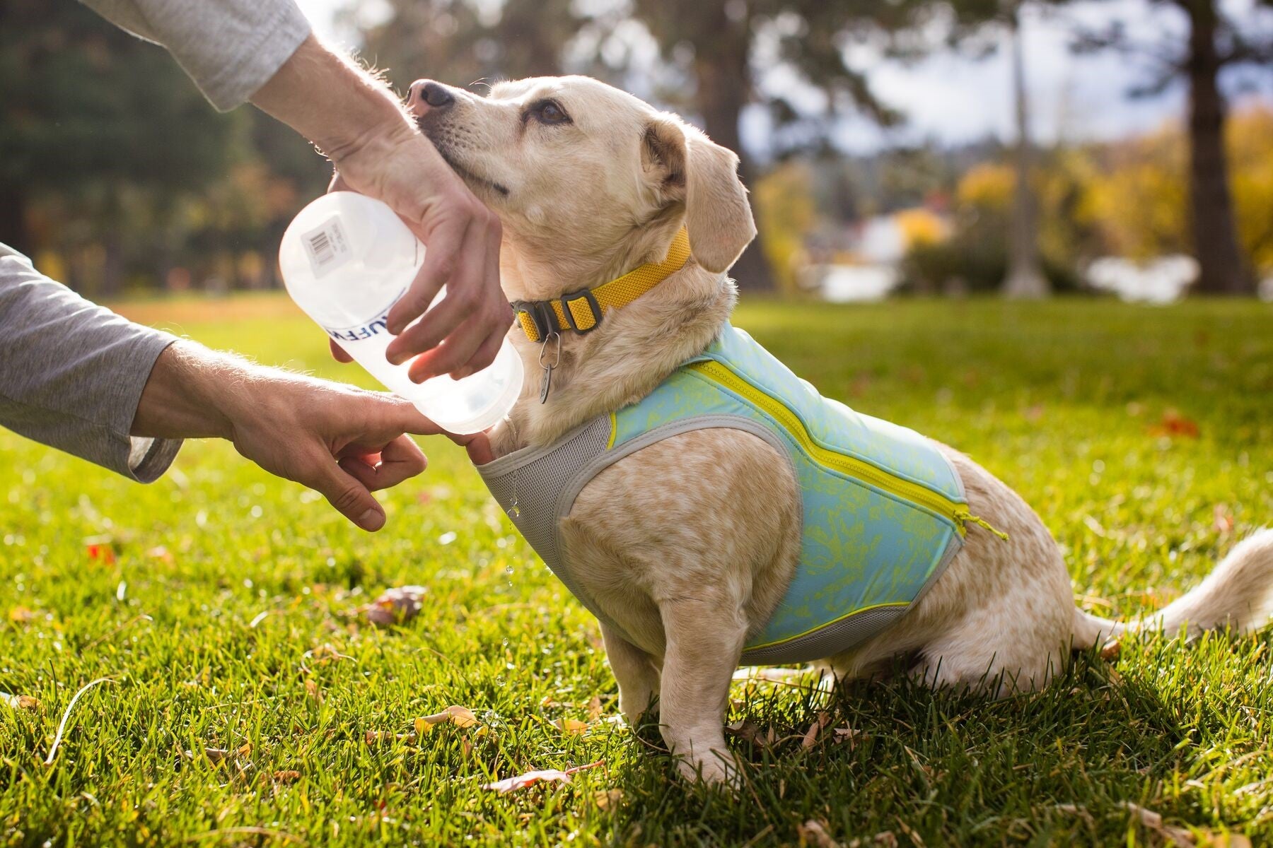 Dog Cooling Products - How Cooling Gear Works