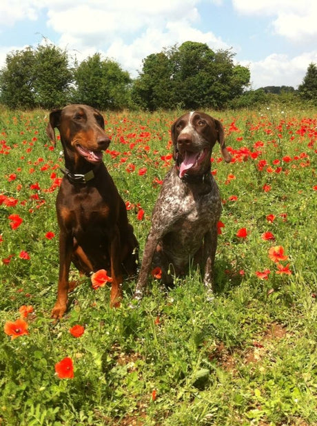 Why did we start LeadingDog?