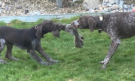 Two dogs playing together, showcasing the importance of dog training and socialisation.
