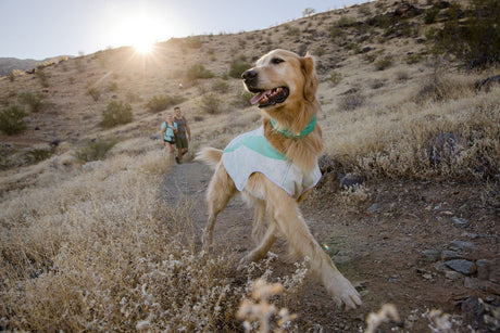 The Complete Guide to Dog Cooling Jackets: Keep Your Dog Comfortable in Hot Weather