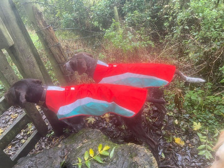 Does my dog need a jacket!