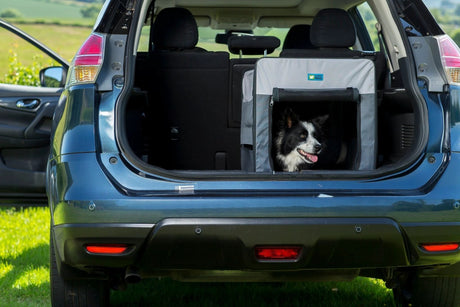 Essential Tips for Travelling with Your Dog