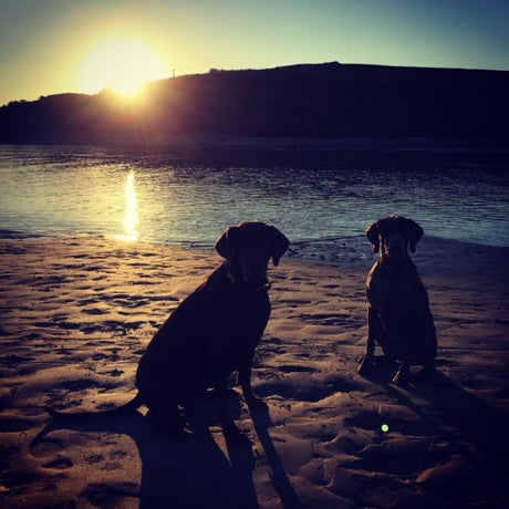 Taking your dog on holiday