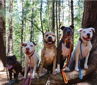 Dog Slip Leads: Why They’re a Game‑Changer for Training and Everyday Walks