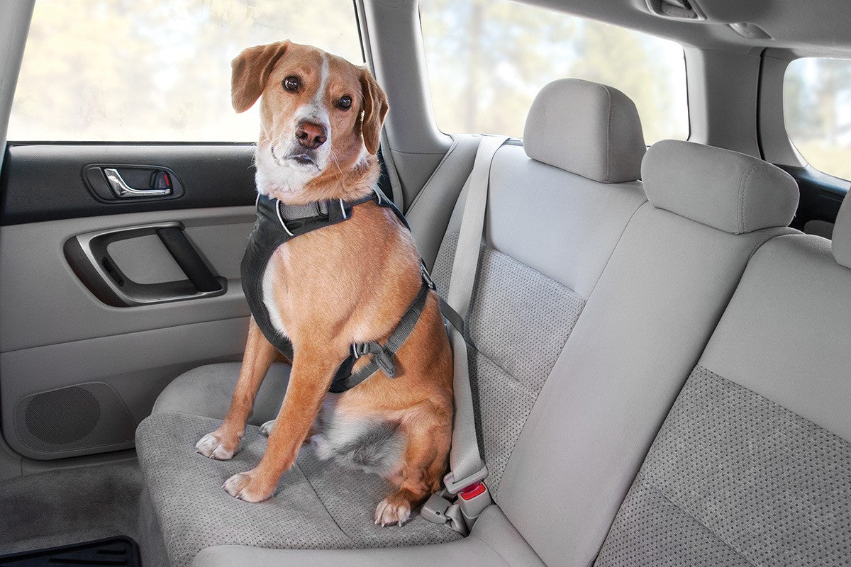 Dog Travel Car Safety - Travel your Pet Safely