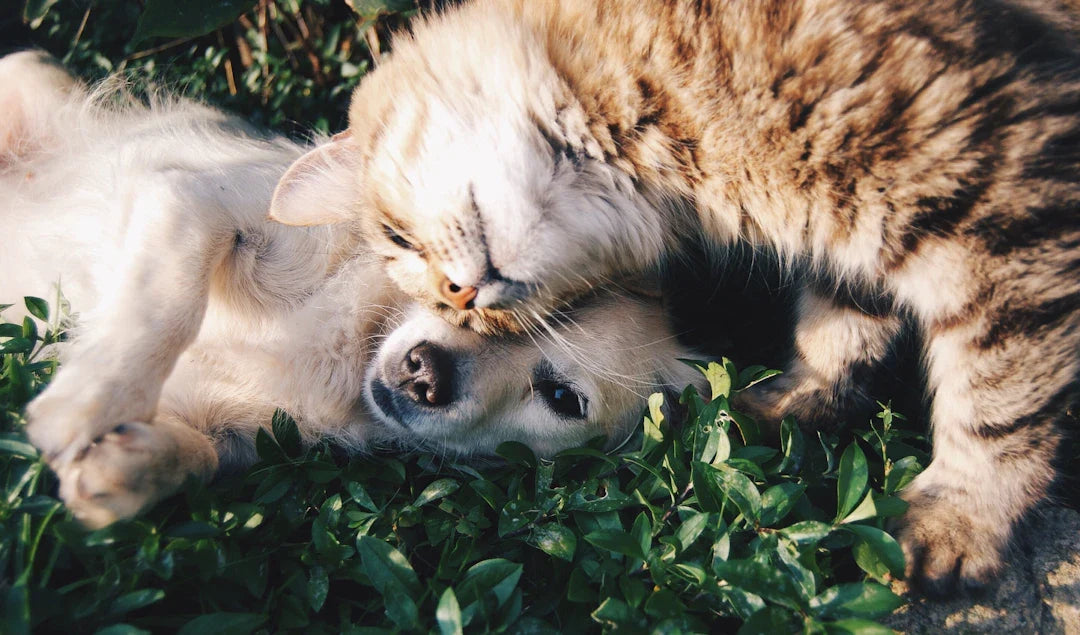 Stress-Free Vet Visits: A Guide for Every Dog Owner with a dog and cat together in a grassy area.