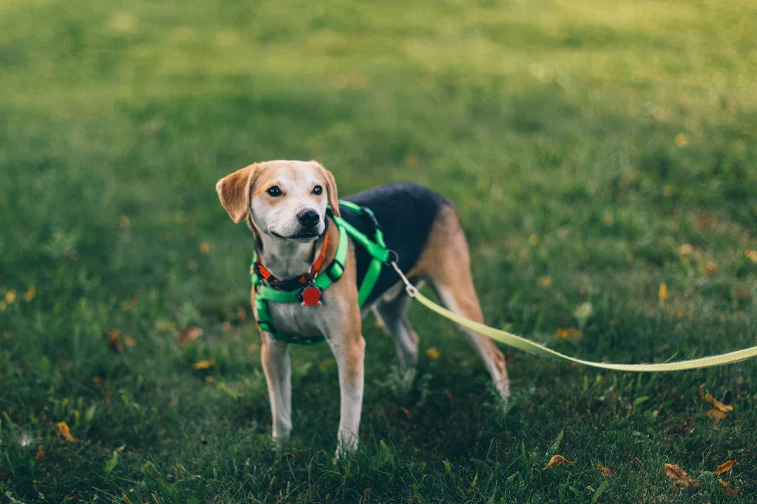 The Essential Guide to Regular Dog Exercise