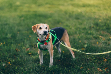 The Essential Guide to Regular Dog Exercise