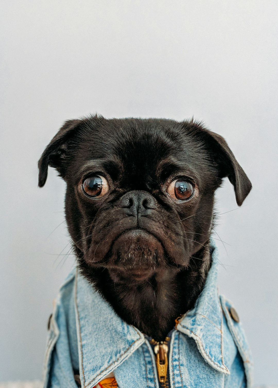 A black pug wearing a denim jacket, representing a safe space for anxious dog.