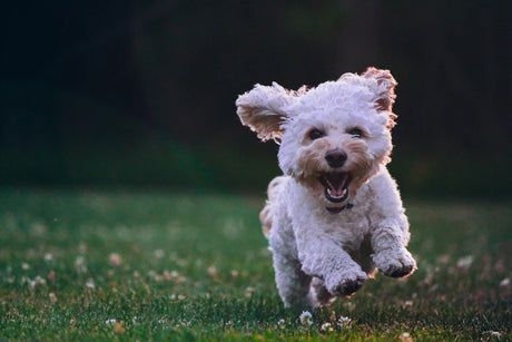 Happy dog running in the grass, showcasing essential seasonal dog care tips.