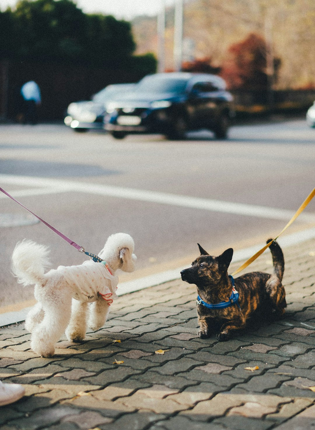 Transform Your Dog's Health with Daily Walks: A Guide to the Benefits