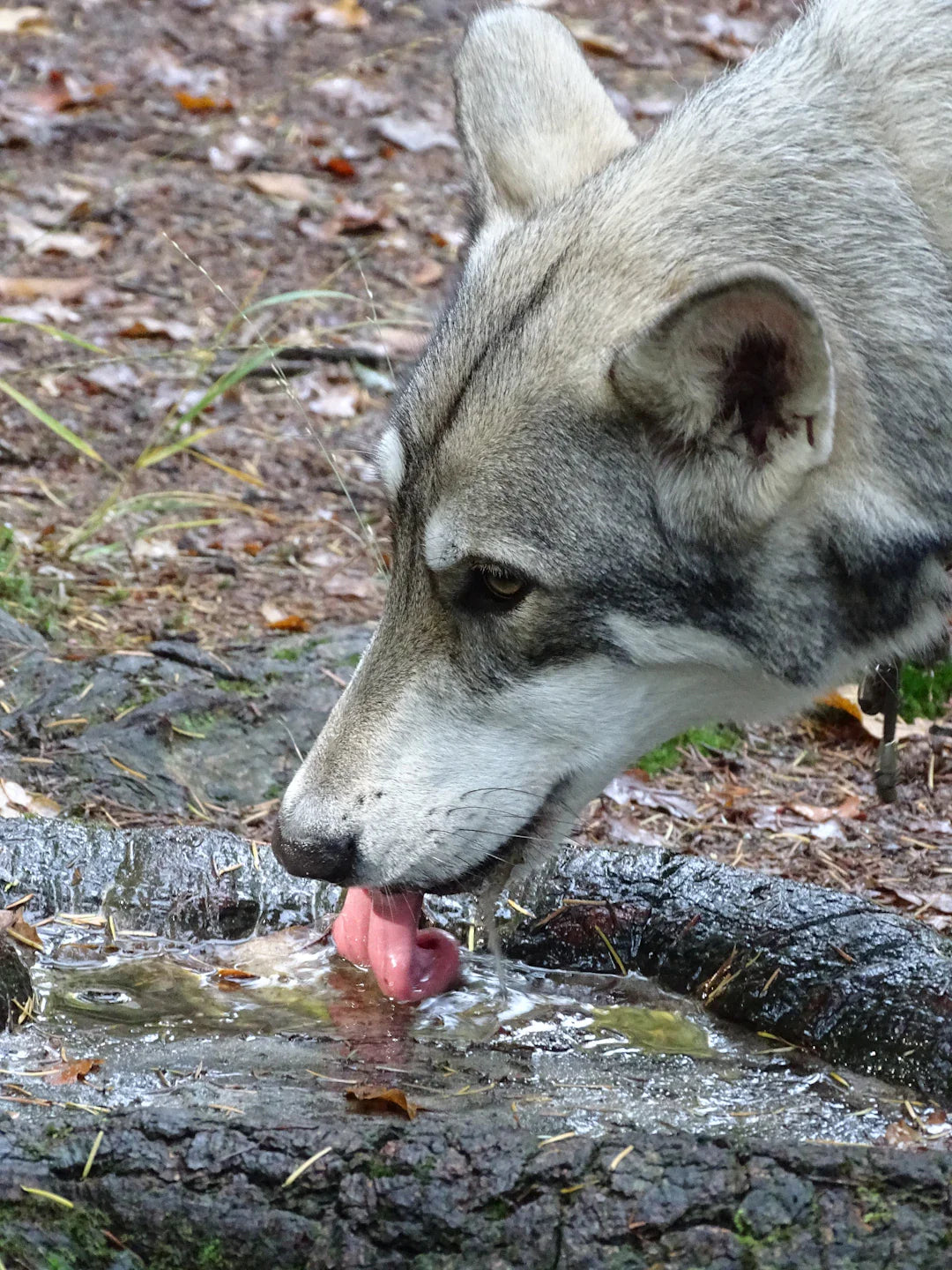 The Importance of Hydration for Dogs