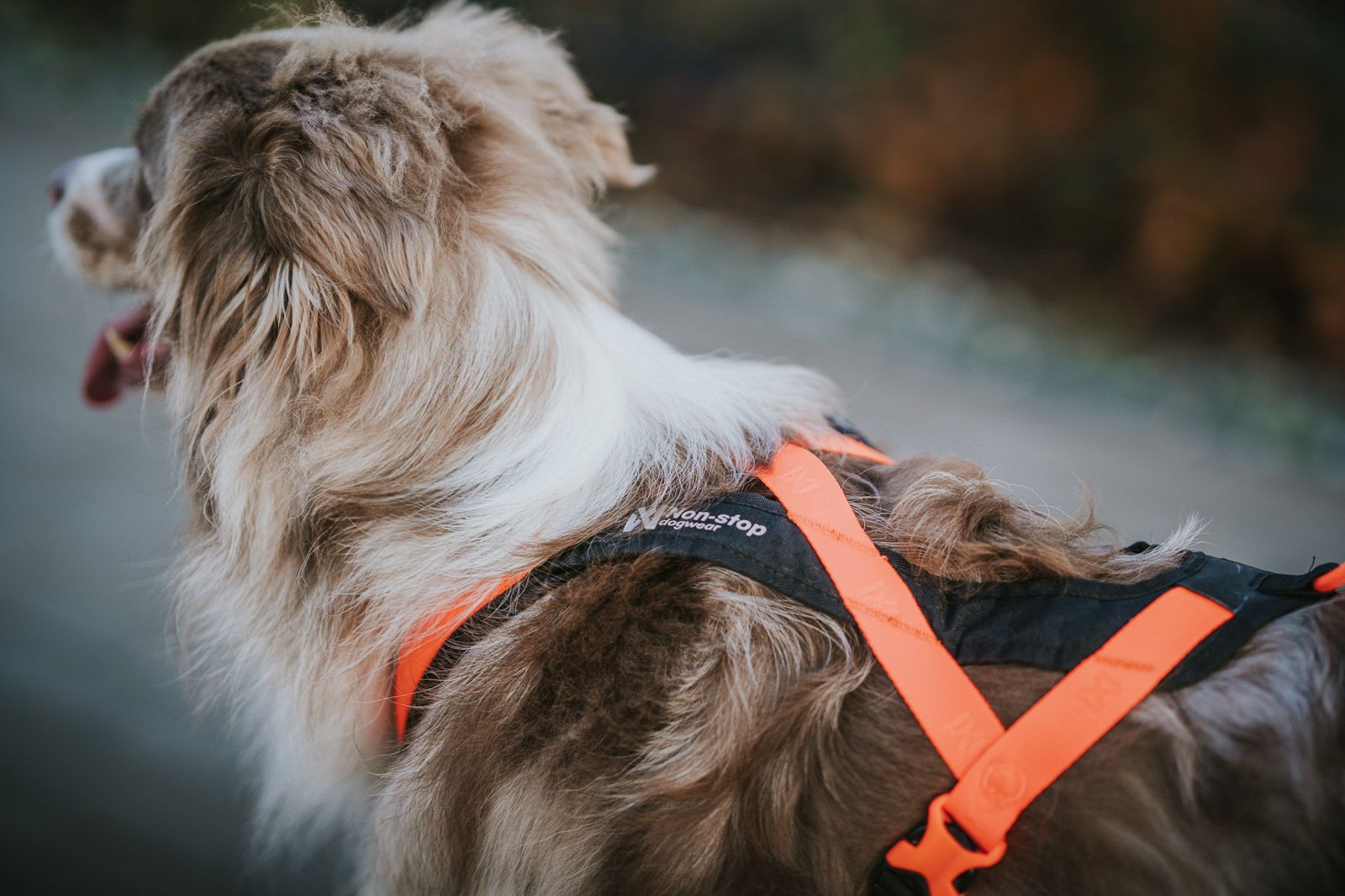 Dog wearing a comfortable harness, showcasing the importance of a proper fit in this dog harness buying guide.