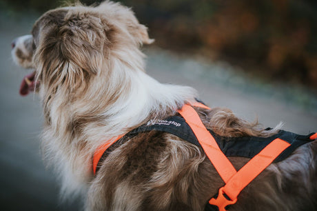 Dog wearing a comfortable harness, showcasing the importance of a proper fit in this dog harness buying guide.
