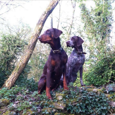 Mendota Products at LeadingDog.co.uk