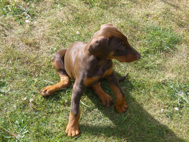 Puppy Products
