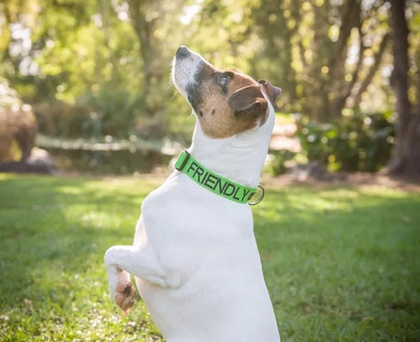 Friendly Dog Collars and Leads For Accident Prevention