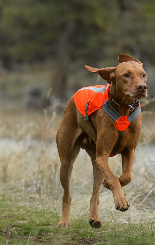 Dog wearing Hi-Viz dog safety Products running outdoors in bright orange, ensuring visibility and safety.