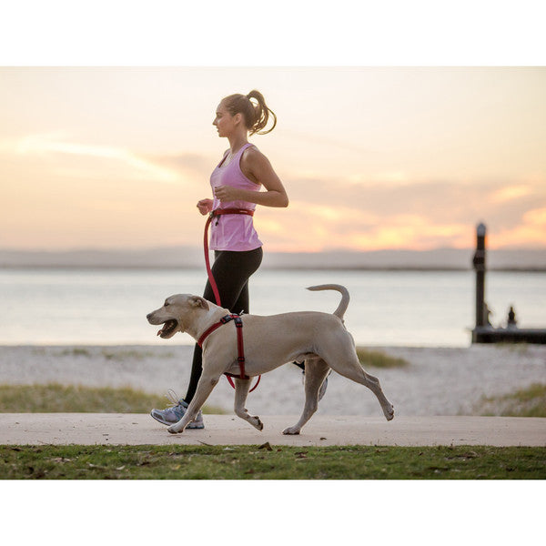 Products for the Active Dog