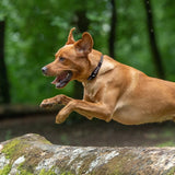 Bioflow Magnetic Dog Collar non-invasive Magnetic therapy for Dogs.