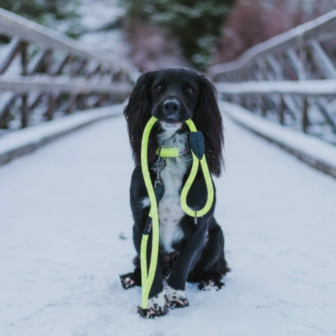 Long Paws Neon Rope Lead