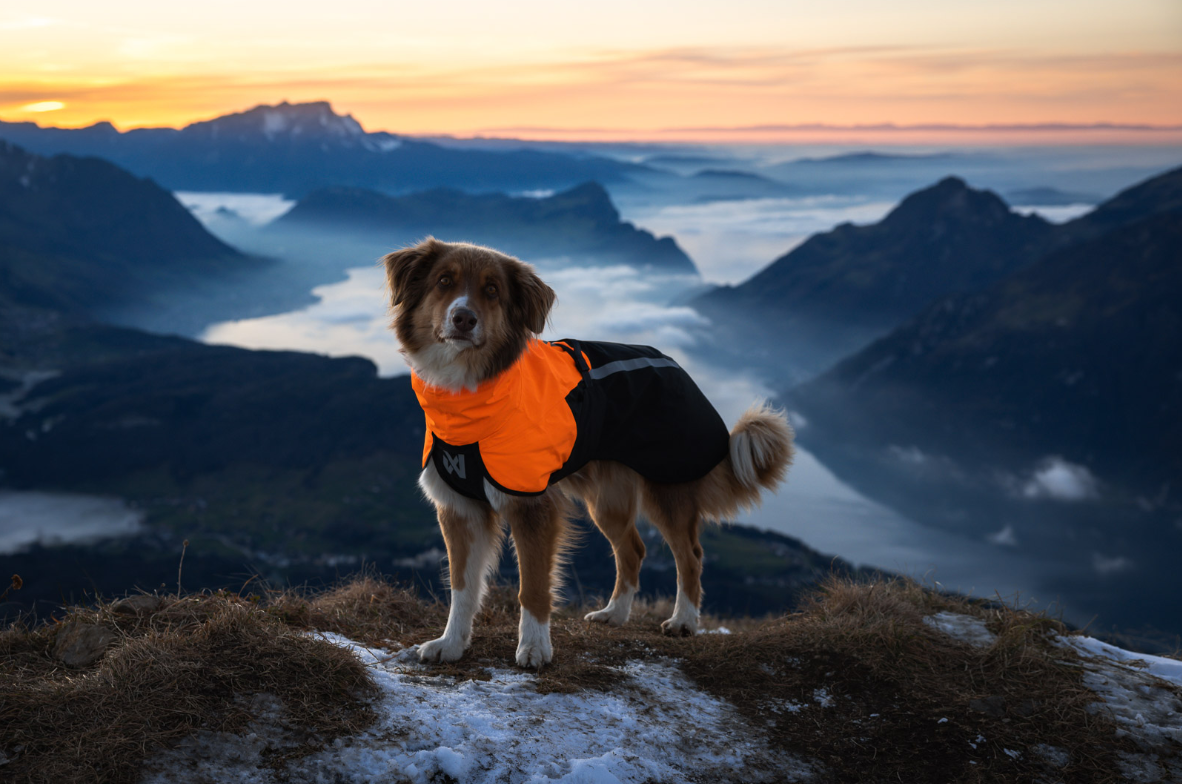 Non-stop dogwear Fjord 2.0 raincoat for dogs