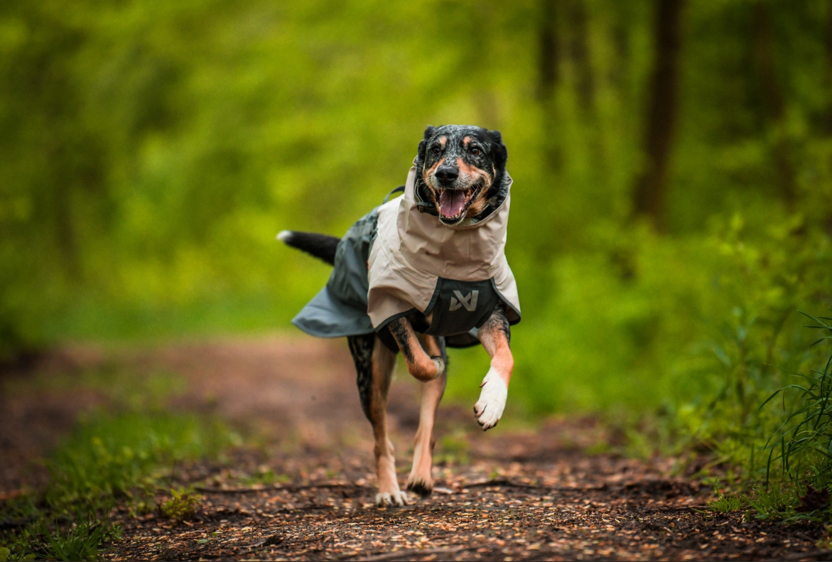 Non-stop dogwear Fjord 2.0 raincoat for dogs