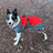 Henry Wag Waterproof Dog Coat With Breathable Outer Layer Fleece Lining And Fibre Filled Insulation Chest Panel by Henry Wag