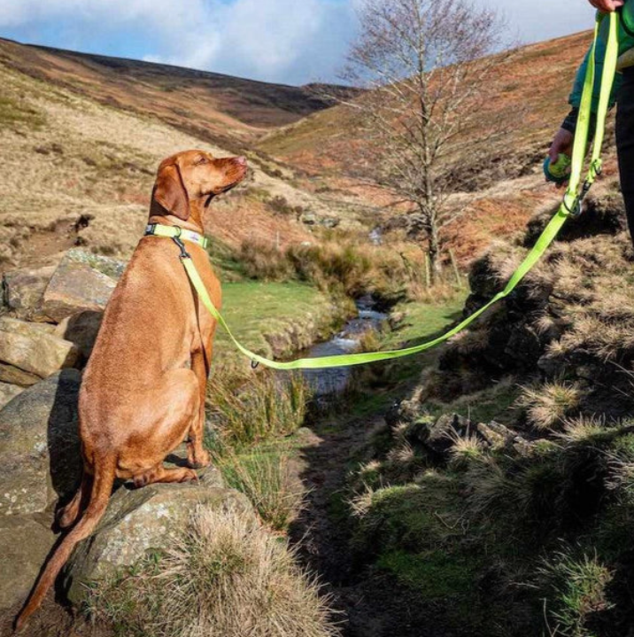 Long Paws Neon Training Lead