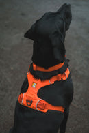 Ruffwear Front Range Padded Everyday Dog Harness-12