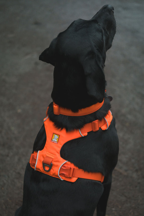 Ruffwear Front Range Padded Everyday Dog Harness