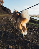 Ruffwear Ridgeline Leash by Ruffwear