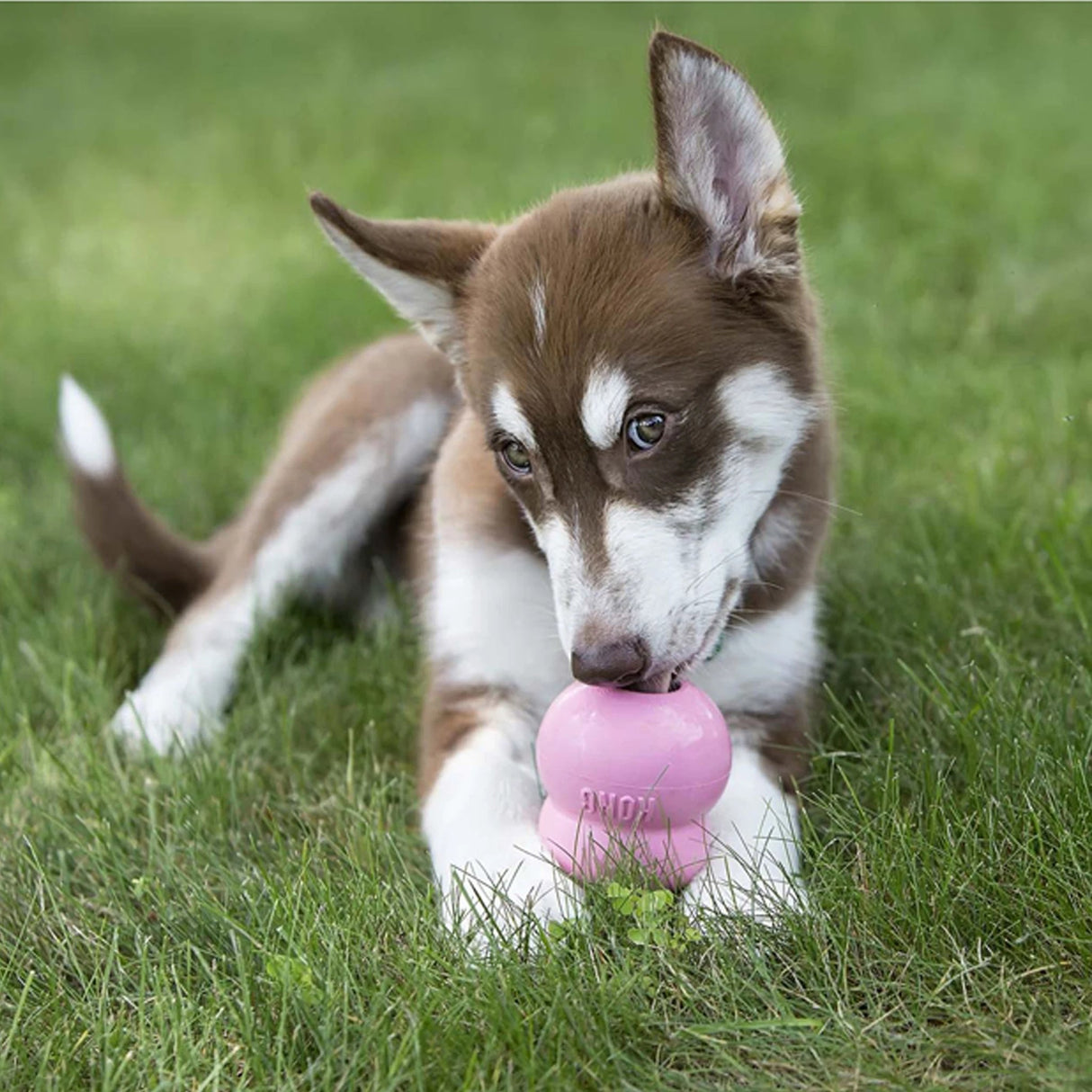 KONG Easy Treat Puppy by KONG