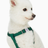 Dogs & Cats & Co. Classic Solid Color Dog Harness by Blueberry Pet