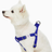 Dogs & Cats & Co. Classic Solid Color Dog Harness by Blueberry Pet