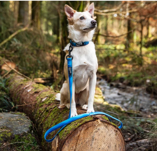 Waterproof Dog Collar