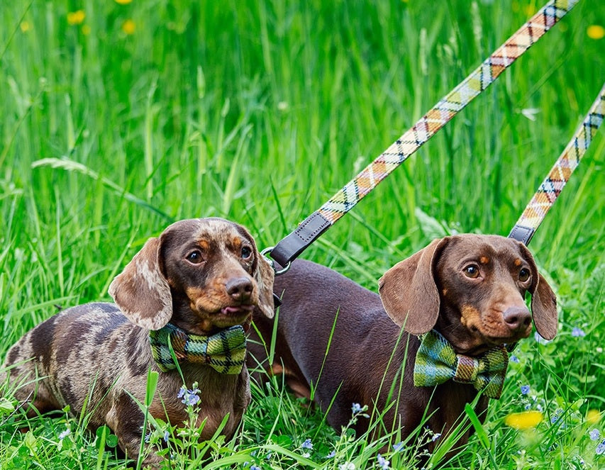 Dapper Dog Tweed Dog Lead