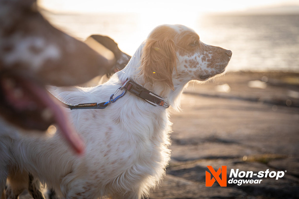 Dog Collars - Non-stop Dogwear Roam Collar