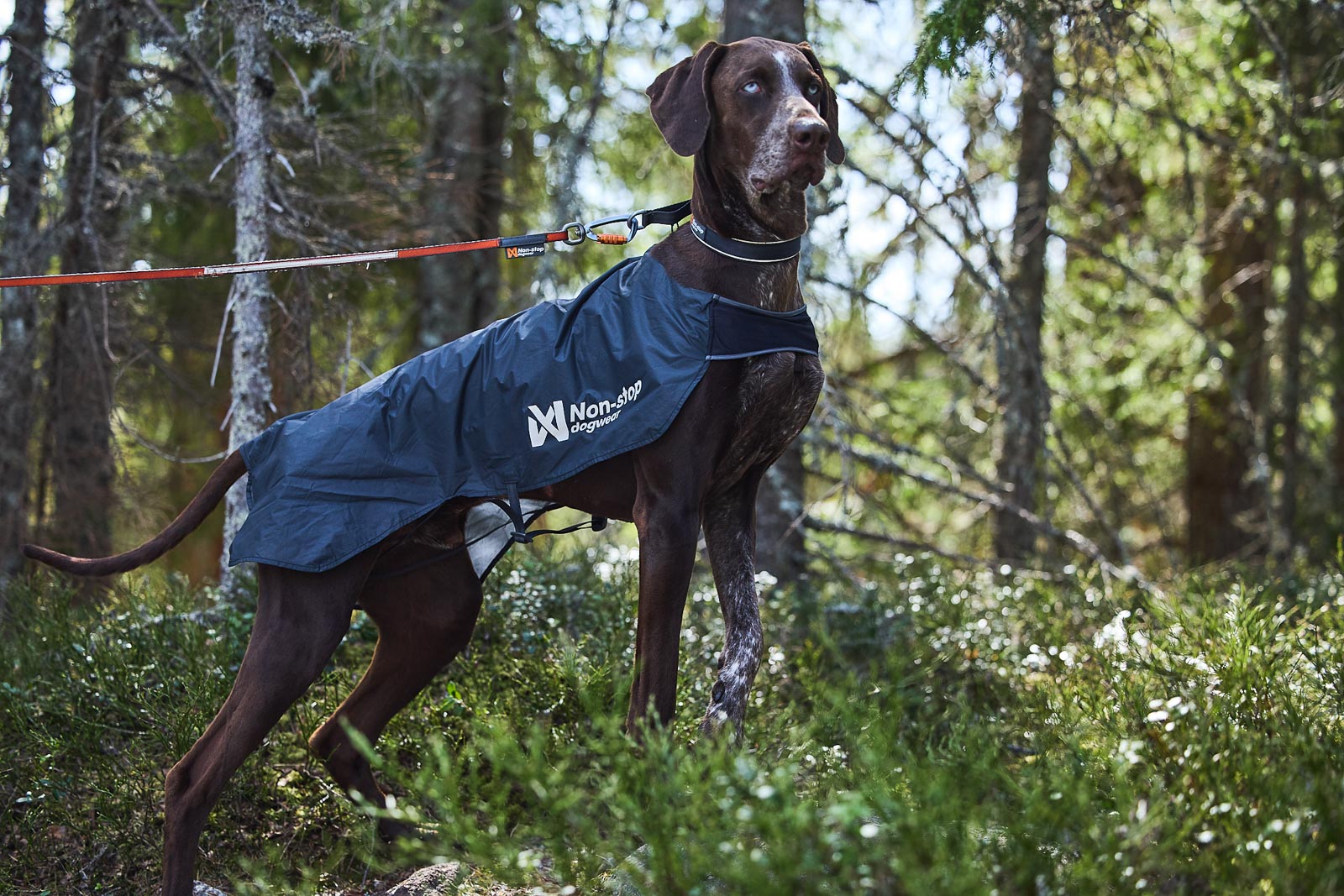 Dog Jacket - Non-stop Trail Lightweight Dog Jacket