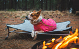 Ruffwear Mt. EverRest Dog Cot - portable elevated dog bed
