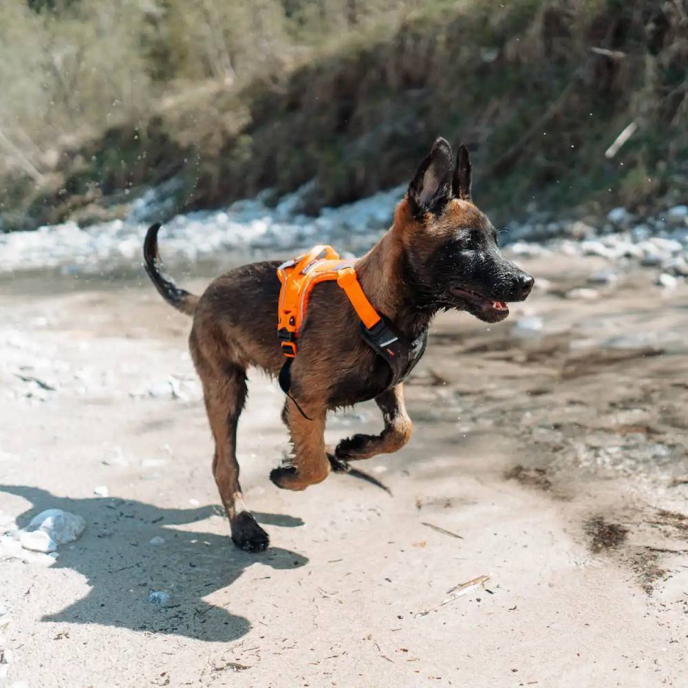 Everyday Harnesses - Non-Stop Dogwear Ramble Harness