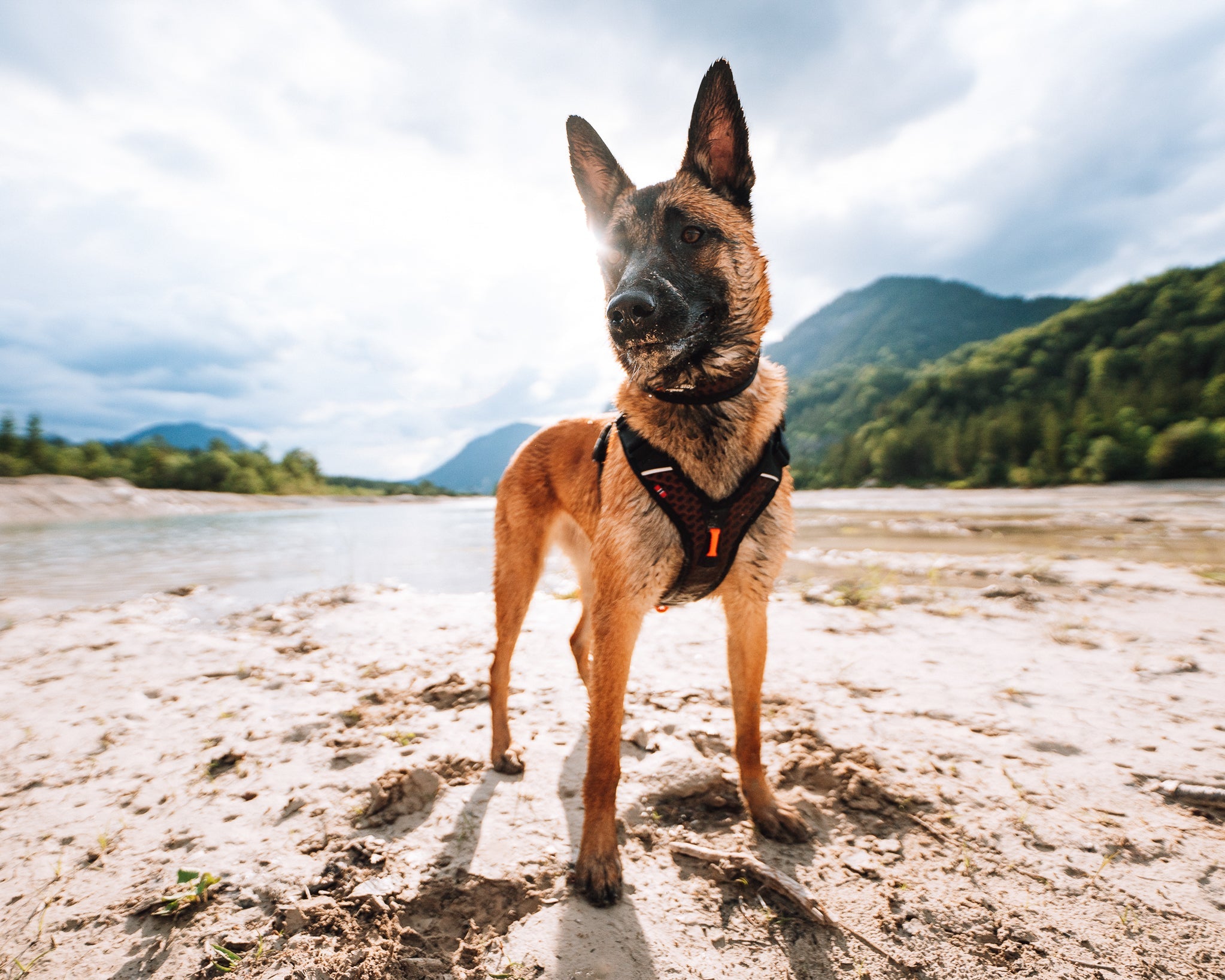 Everyday Harnesses - Non-stop Dogwear Rock Harness